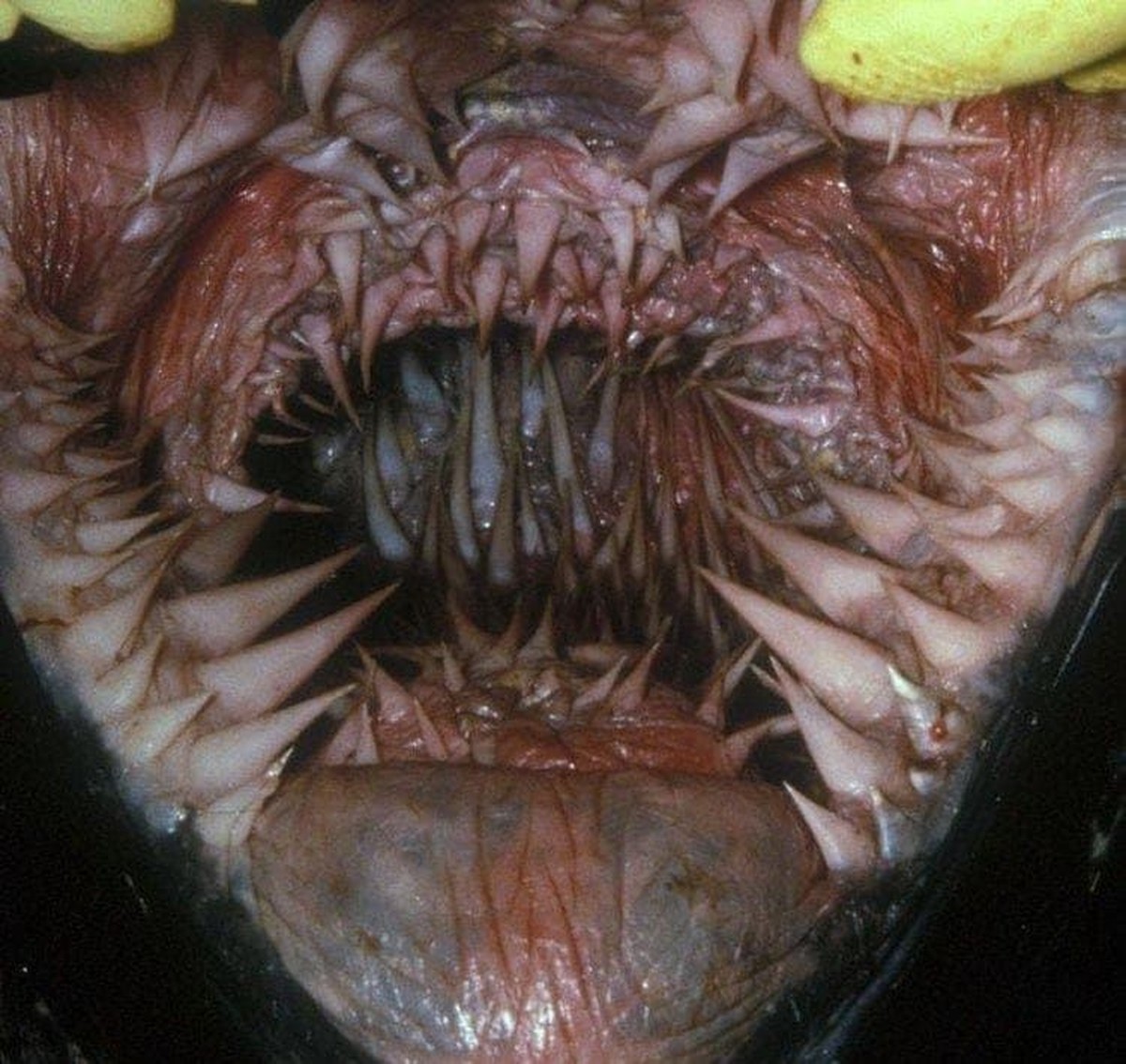 creepy nature

https://ch.pinterest.com/pin/10696117859041449/