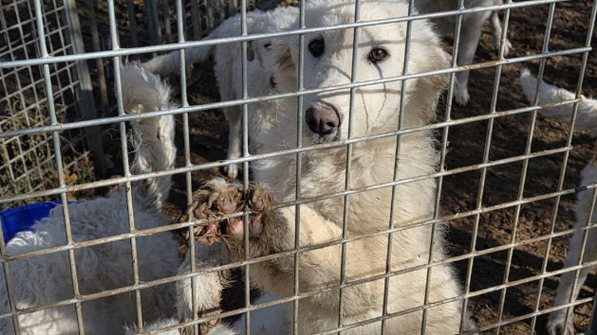Ramiswil SO Hunde
