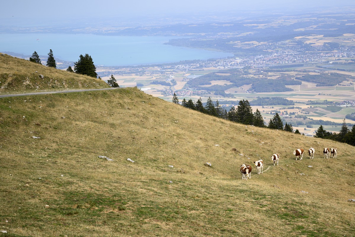 Des vaches paturent dans un paturage de l'alpage du Suchet devant les champs du plateau vaudois et le Lac de Neuchatel lors d'une vague de chaleur et de secheresse ce mardi 11 aout 2026 a Ra ...