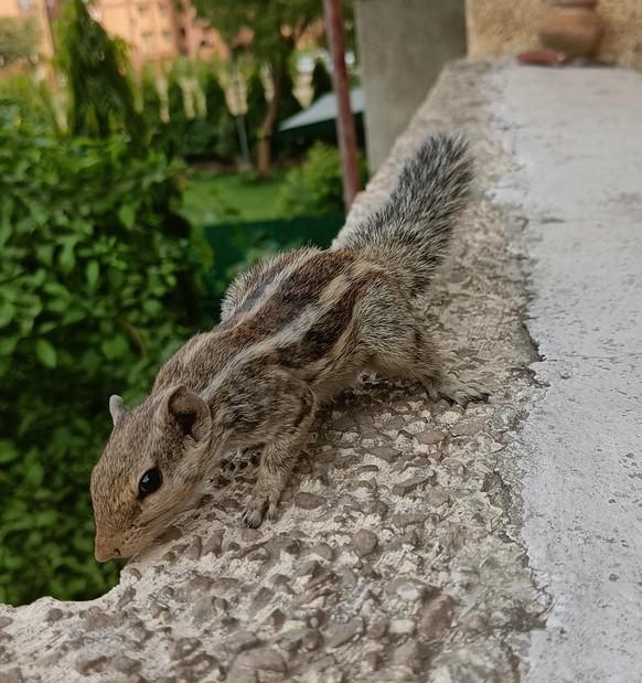 cute news animal tier eichhörnchen streifenhörnchen

https://www.reddit.com/r/squirrels/comments/urnm7d/hello_human_i_am_here_for_the_snacks/