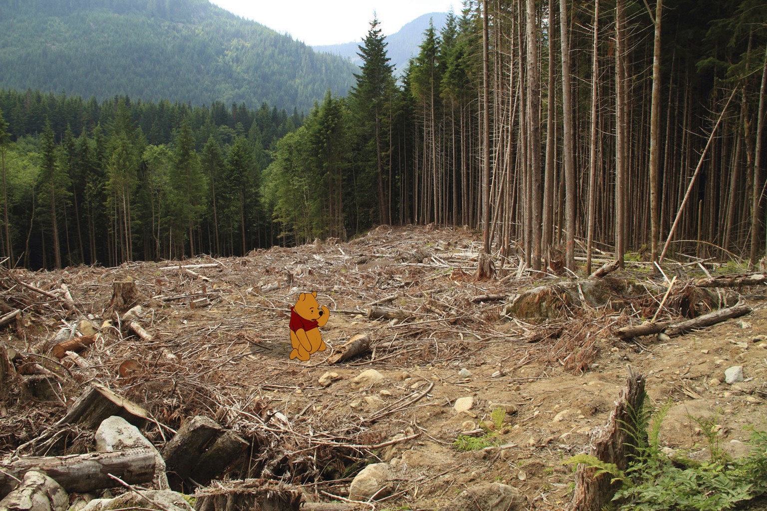 «Winnie-the-Pooh» und die Abholzung.