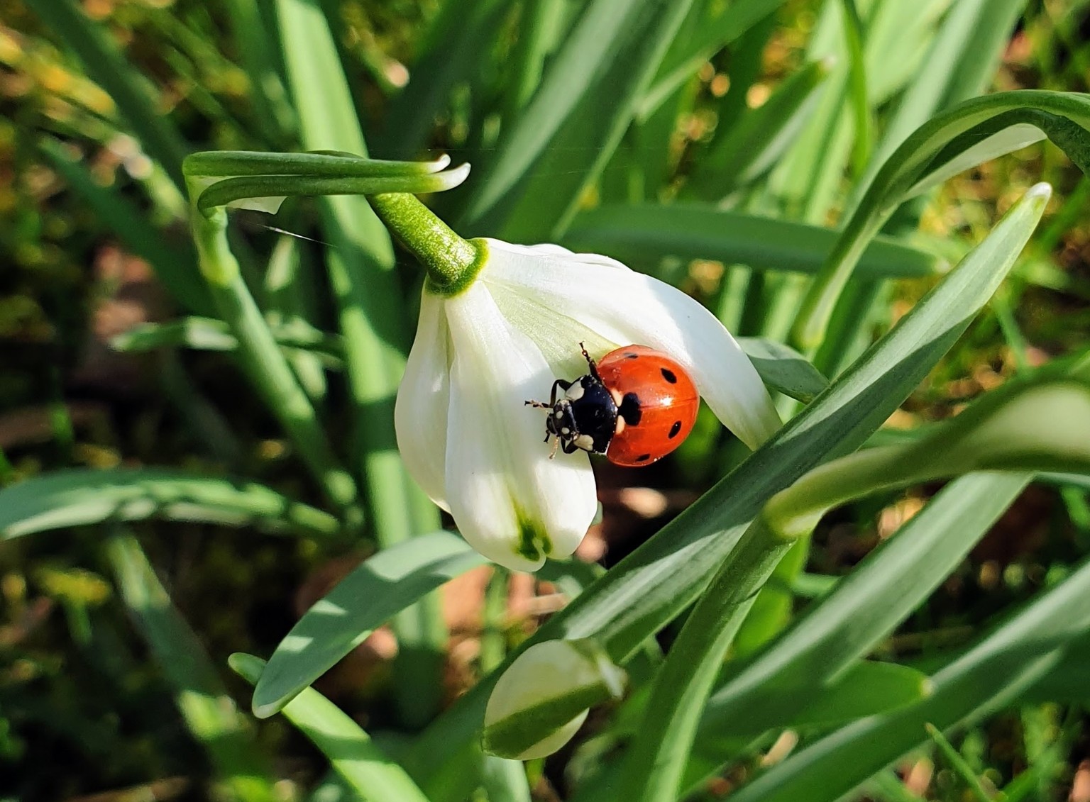 Ladybug on snowdrop, Ladybug (coccinella) on snowdrop (galanthus), Ladybug (coccinella) on snowdrop (galanthus), 04.04.2024, Copyright: xHieronymus-Ukkelx Panthermedia37029475.jpg