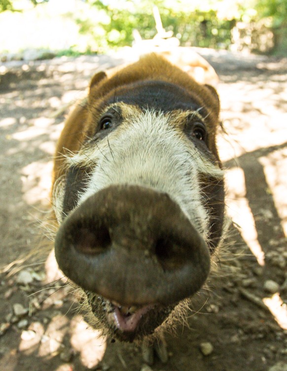 RED RIVER HOG OR BUSH PIG potamochoerus porcus Copyright: xGerardxLaczx GLI-400593