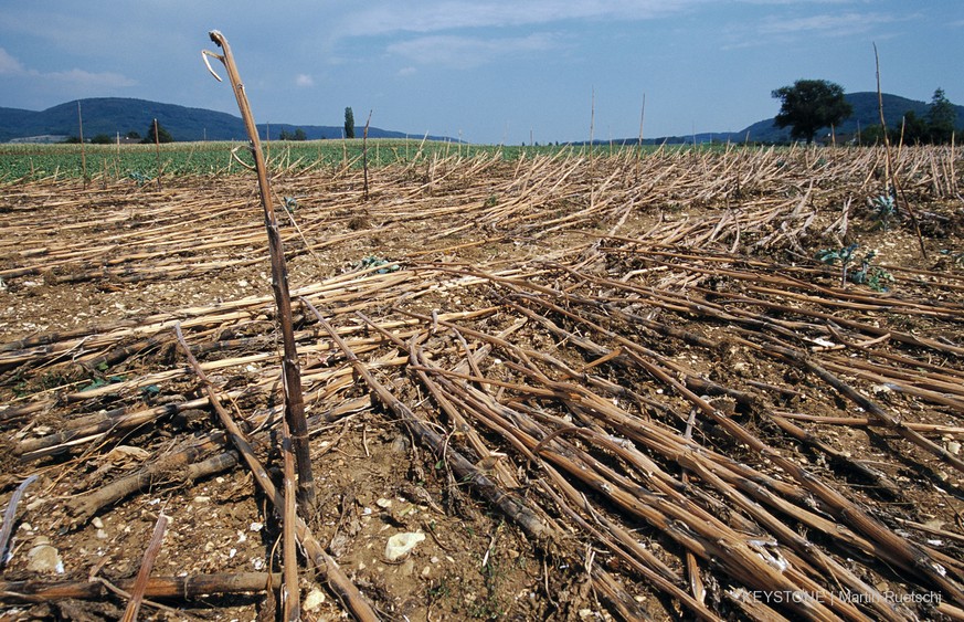 Aufnahme eines von der anhaltenden Hitzeperiode gezeichneten Mais-Feldes in Eien, Kanton Aargau, am 13. August 2003. (KEYSTONE/Martin Ruetschi) : DIA]