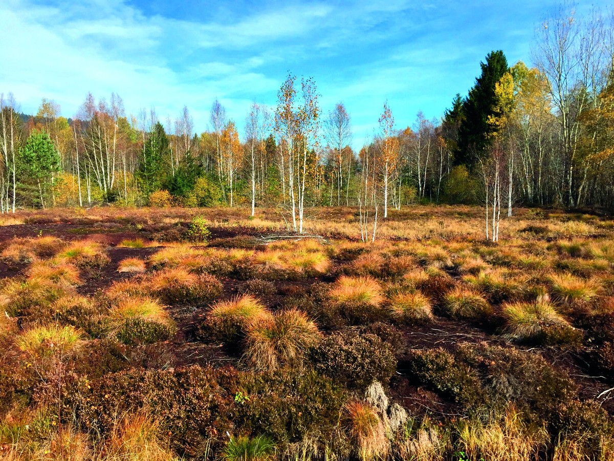 Hochmoor Vallée de la Sagne Rauszeit Herbstäler