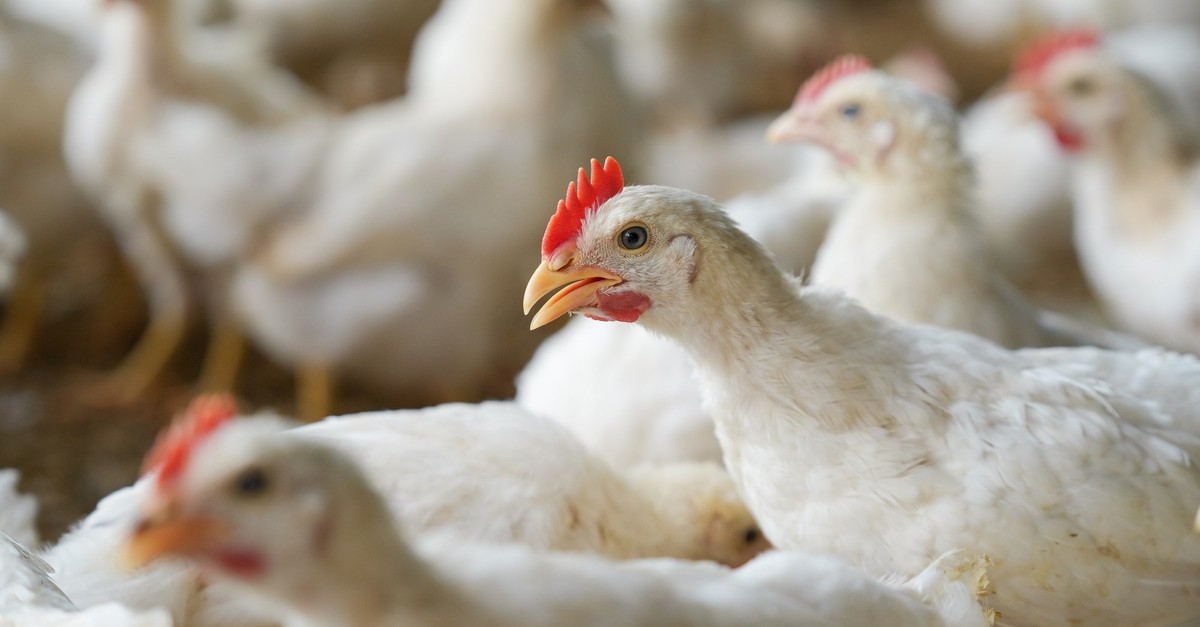 Recherche-zu-Tierleid-bei-Masth-hnern-Coop-f-hrt-Transparenzl-cken-bei-Aldi