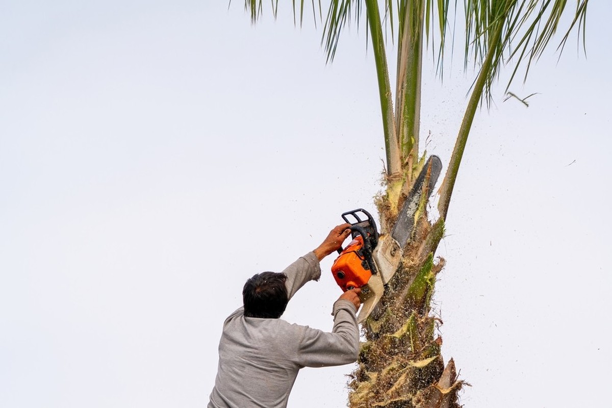 Arbeiter schneidet eine Palme mit einer Baumsäge