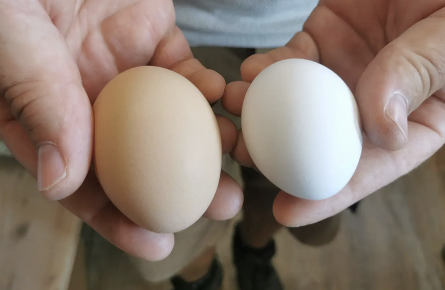 Die Hühner leiden unter Hitzestress. Dies äussert sich durch das Legen kleinerer Eier.