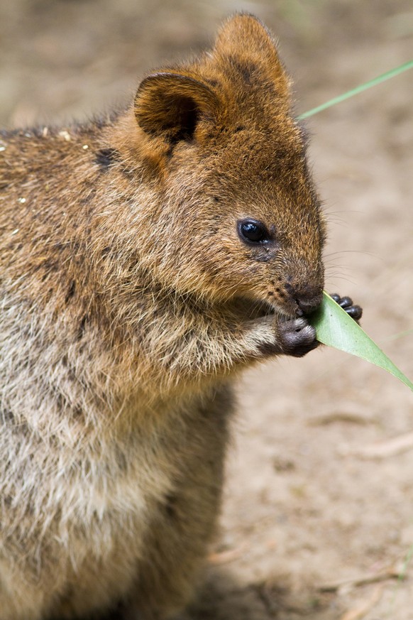 Potoroo/Kaninchenkänguru