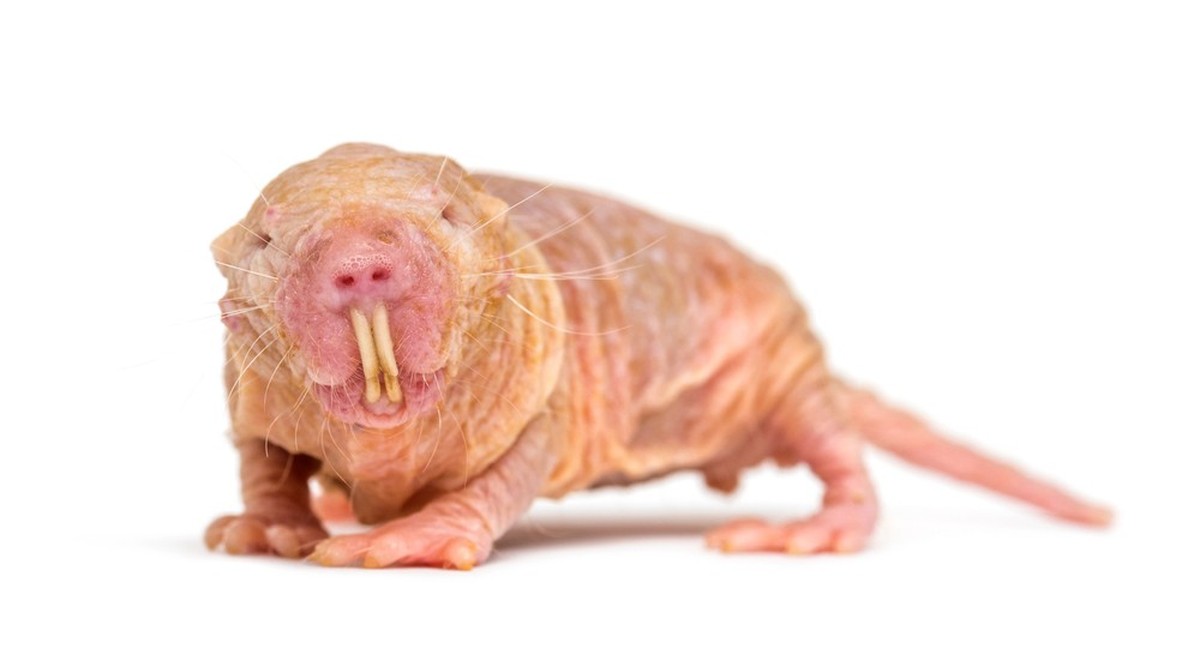 Nacktmull