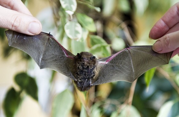 Une chauve-souris est photographie au Museum d&#039;histoire naturelle ce lundi 13 fevrier 2013 a Geneve. Depuis une semaine des personnes viennent rapporter des chauves-souris au musee. A cause du fr ...