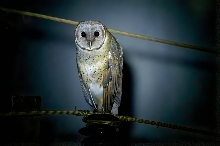 Ein Bild einer Schleiereule Tyto alba, aufgenommen in der nat�rlichen Umgebung von Belgaum, Karnataka, Indien. Ein Bild einer Schleiereule Tyto alba, aufgenommen in der nat�rlichen Umgebung von Belgau ...