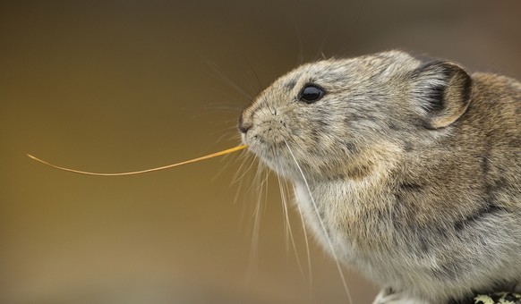 Pfeifhasen/Pikas