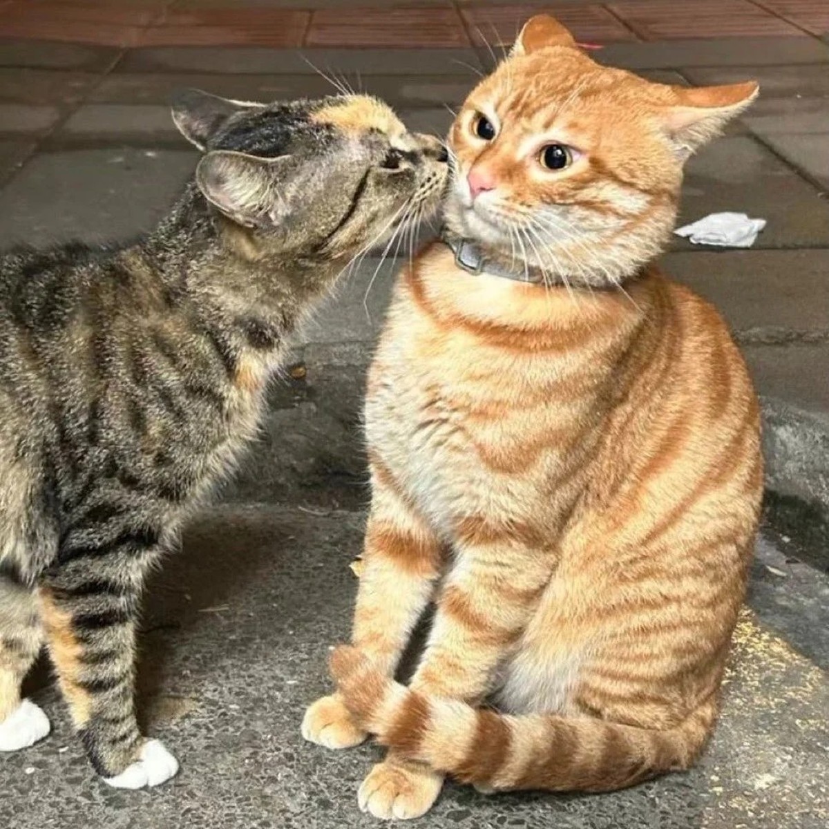 cute news tier katze

https://www.reddit.com/r/CatsBeingCats/comments/1ju6row/first_kiss/