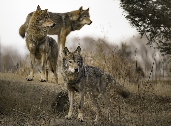 Wölfe, Wolfsrudel