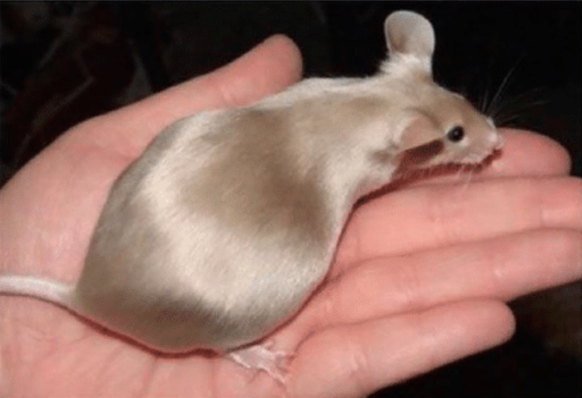 Ratte
Cute News
https://awwmemes.com/i/35cde4e240ce48c1be88088802e37341