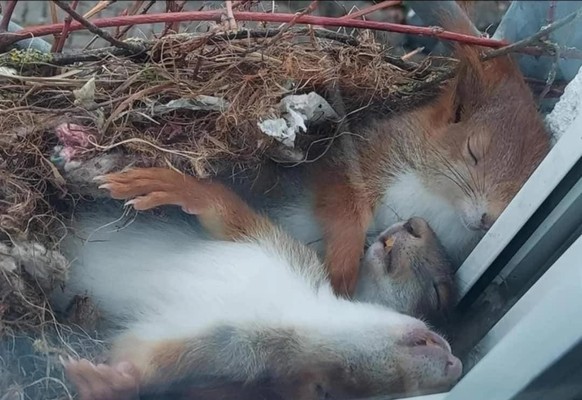 cute news tier eichhönrchen

https://www.reddit.com/r/MadeMeSmile/comments/1j3yy5f/sleeping_squirrels_in_their_nest_on_window_ledge/