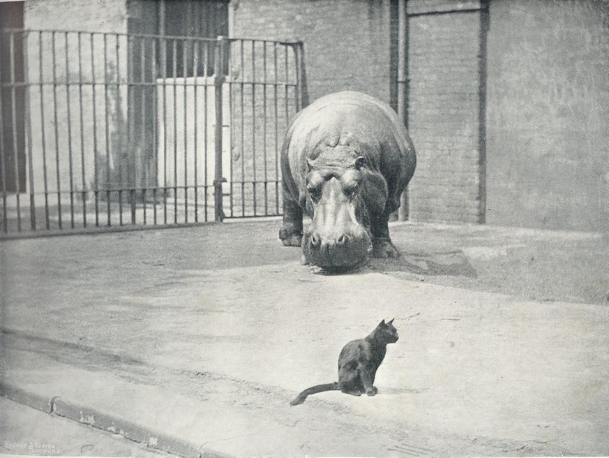 Guy Fawkes mit einer Hauskatze, 1895. Das Nilpferd überlebte seine Eltern, wurde 36 Jahre alt und blieb ohne Nachkommen.