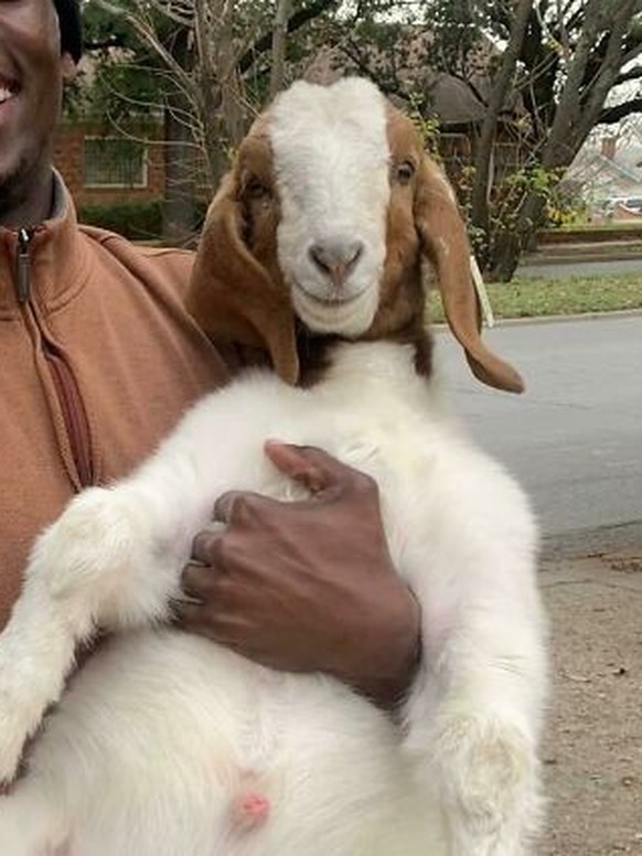 Cute News: Ziege