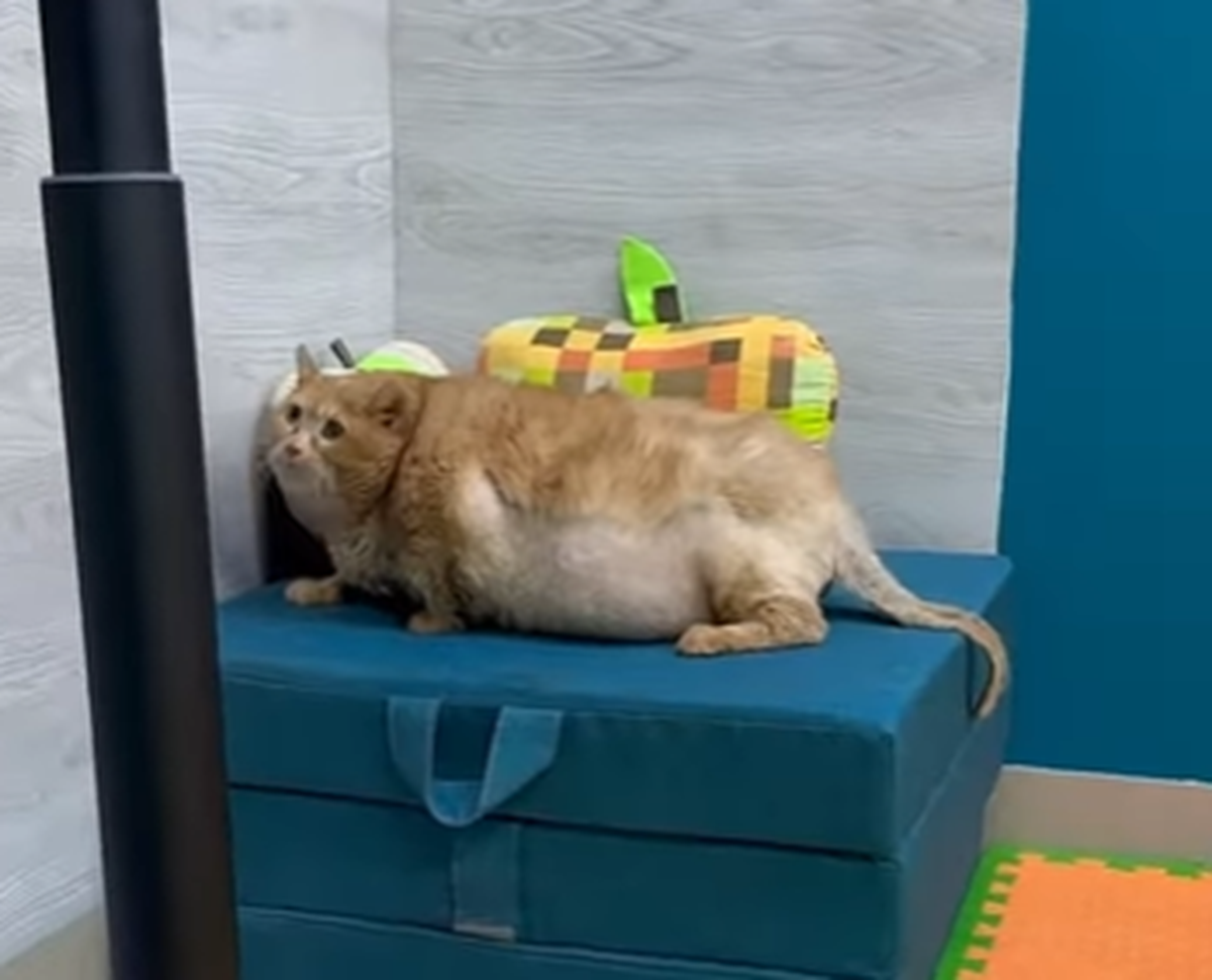 Krümel, dickster Kater der Welt ist tot