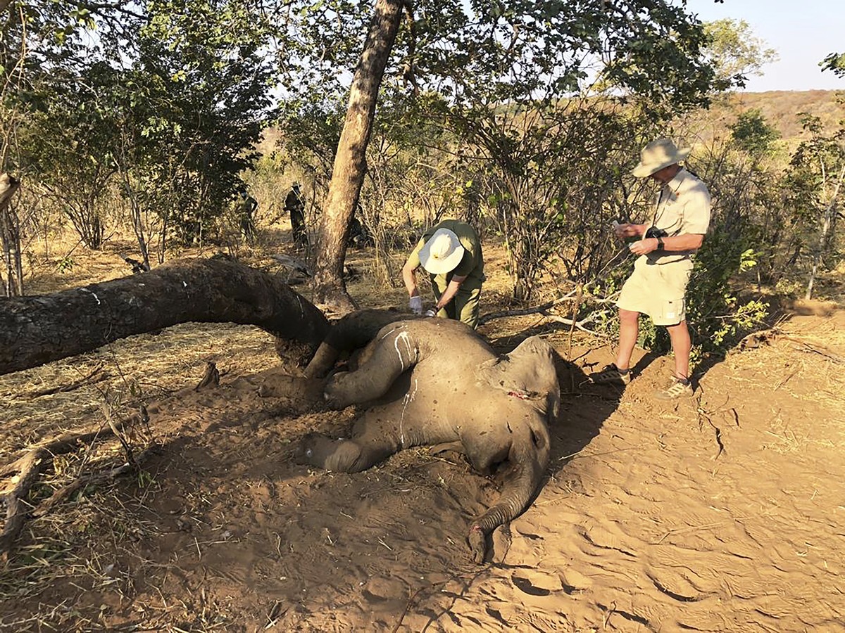 Wildlife vets take samples from dead elephants found in Hwange National park, Zimbabwe, Saturday, Aug. 29, 2020. A spokesman for Zimbabwe's national parks said on Wednesday, Sept. 2 the number of ...