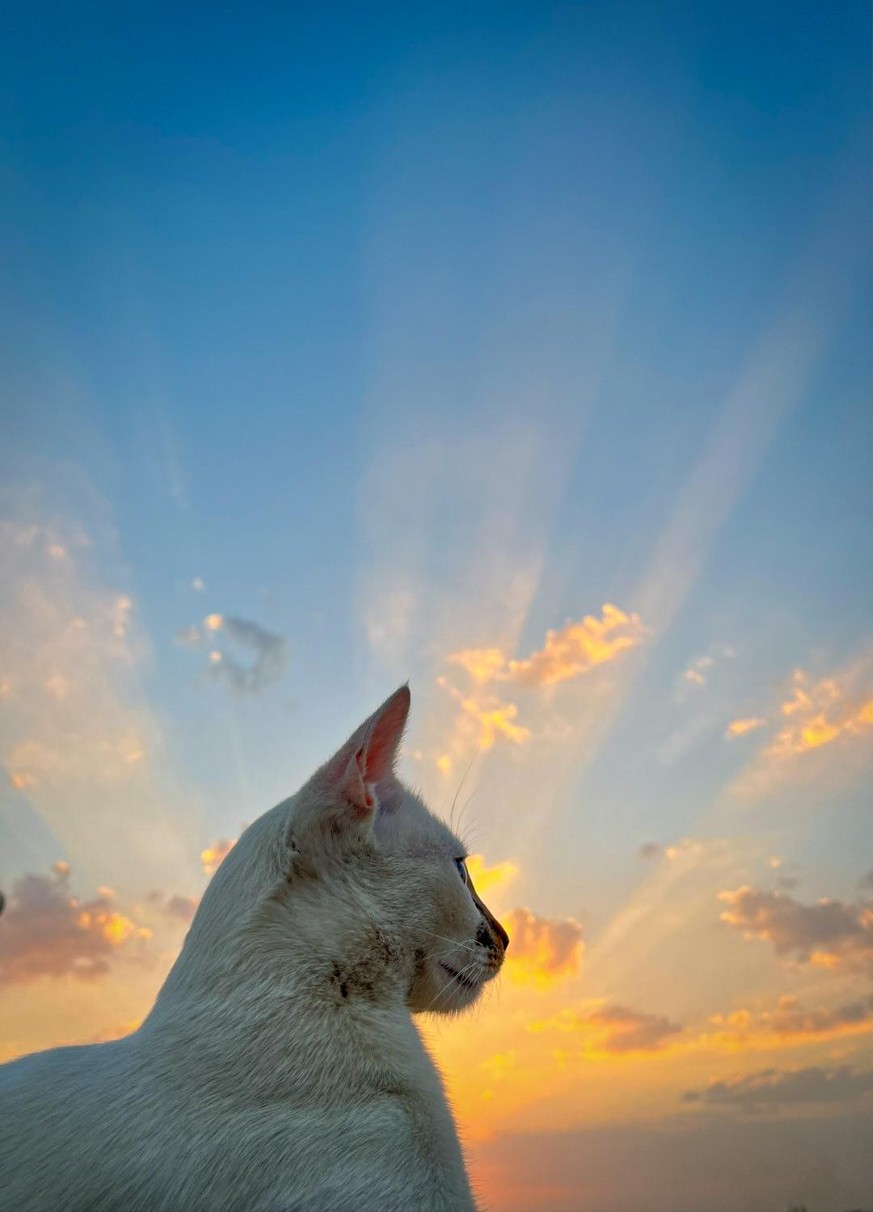 The Noble Feline of Florence
Accidental renaissance

https://www.reddit.com/r/AccidentalRenaissance/comments/1w434py/the_noble_feline_of_florence/