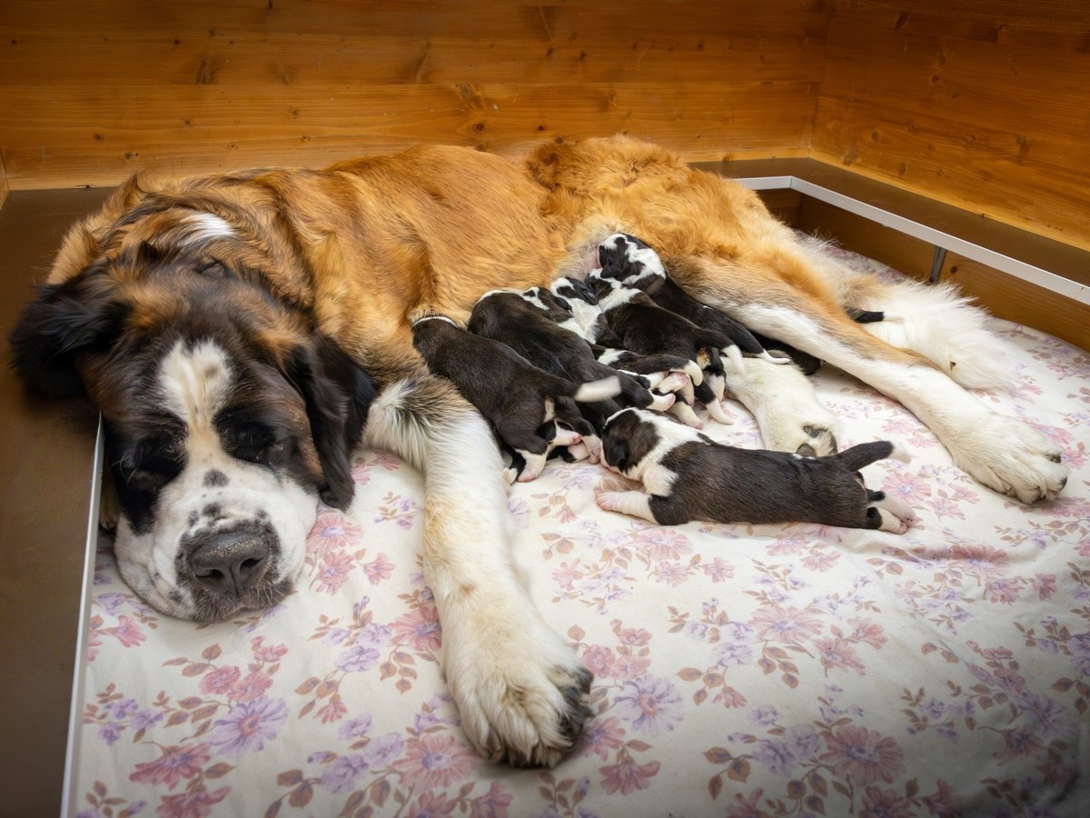 a Fondation Barry accueille onze chiots Saint-Bernard, visibles dès décembre ou déjà via webcam en octobre 2025.