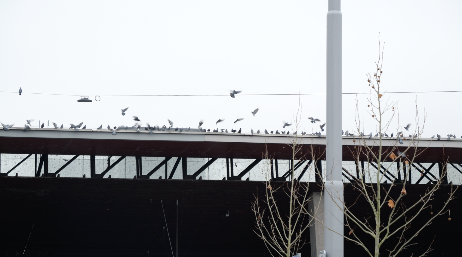 Tauben auf dem HB Zürich