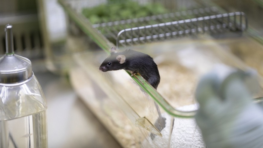 No more animal testing in the US – these alternatives can be used Ongoing unrest in Iran: explosion at munitions factory, major fire in the Northwest
