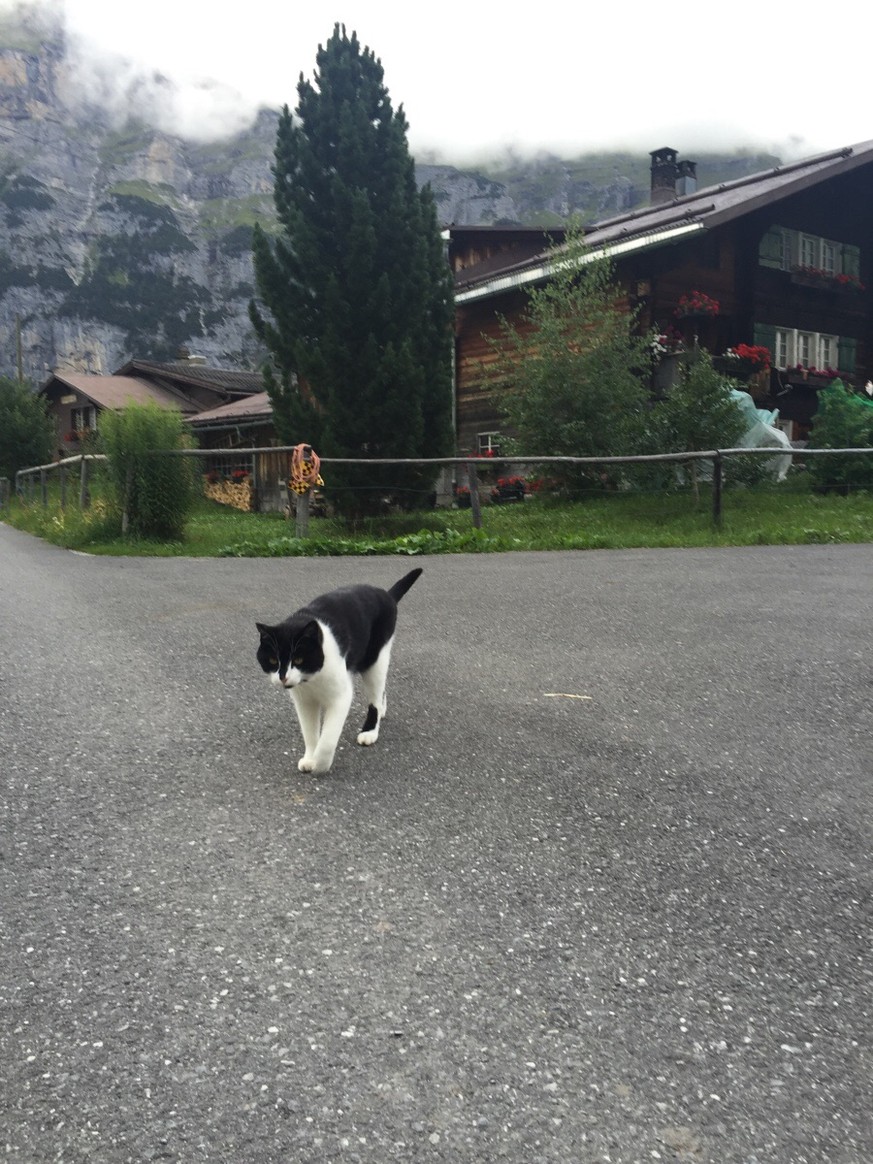 Leider nicht dieselbe Bergrettungskatze. Wir und ein Reddit-User fielen darauf rein.