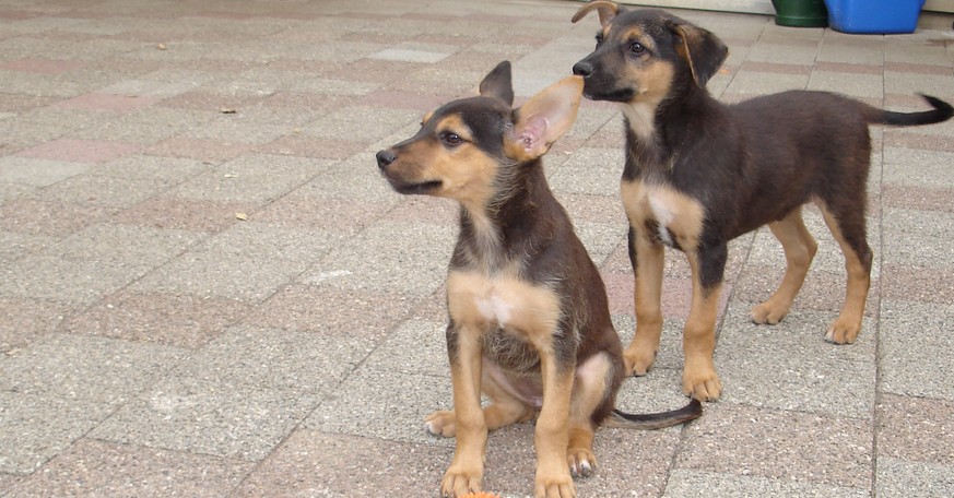 Erst ausgesetzt, jetzt eingeschläfert: Die Hundewelpen Aischa und Juma.
