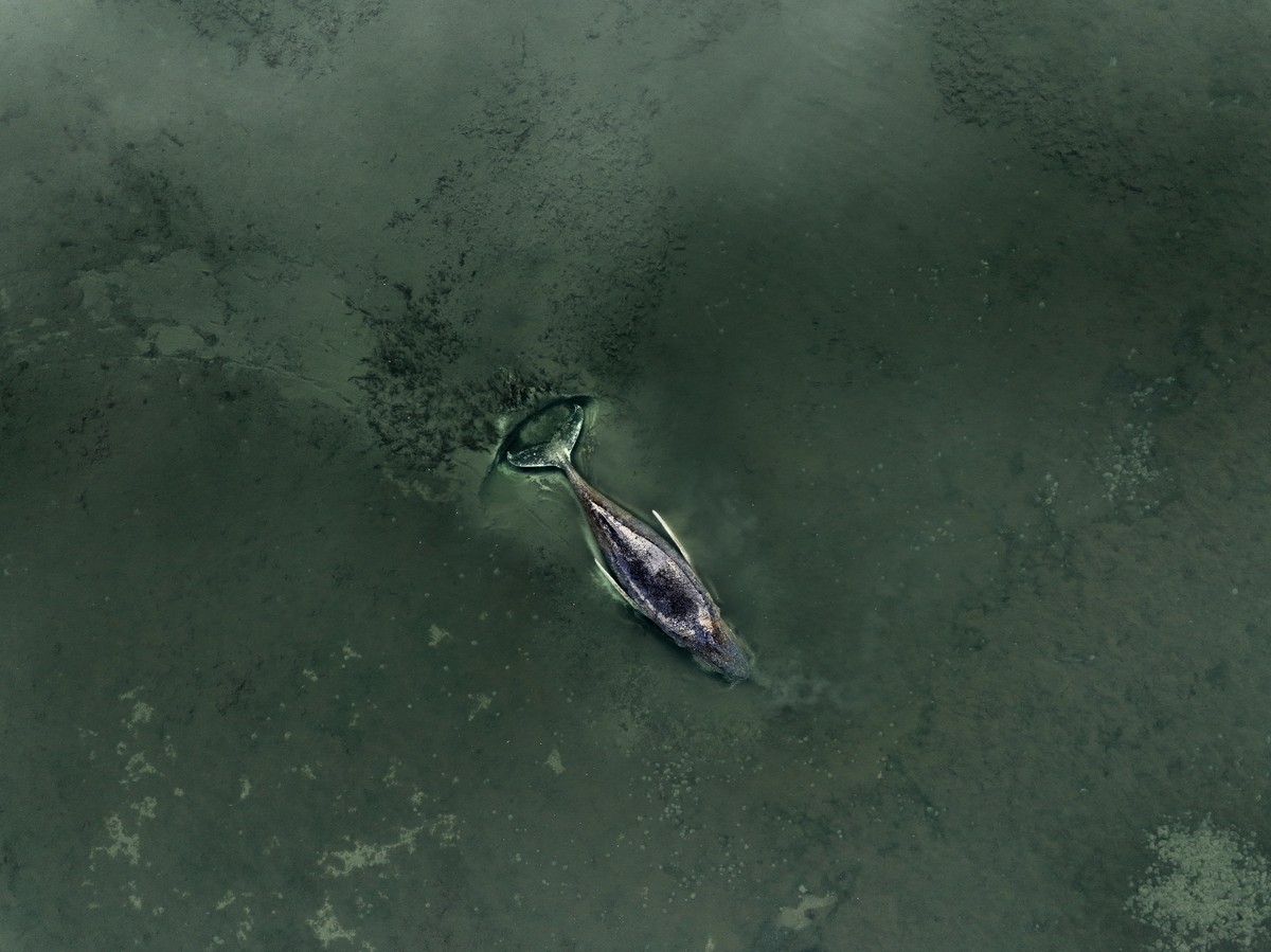 epa12865008 A handout photo made available by Greenpeace press office shows a beached whale lying in the waters of the Baltic Sea at the island of Poel near Wismar, Germany, 01 April 2026. The humpbac ...