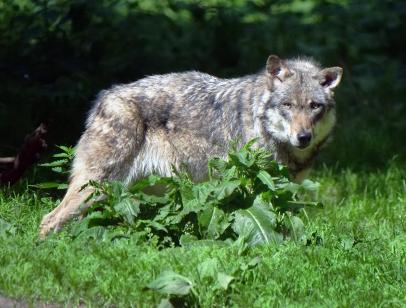 Wolf-Europaeischer Grauwolf in Deutschland in Aktion. Wolf-Grauwolf *** Wolf: European Gray Wolf in Action in Germany Wolf: Gray Wolf