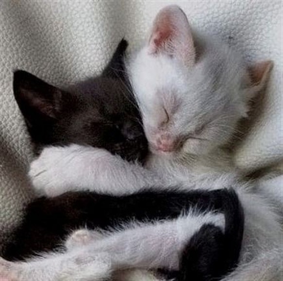 cute news animal tier katze cat

https://www.reddit.com/r/AnimalsBeingBros/comments/wlcz9s/do_you_want_a_hug/