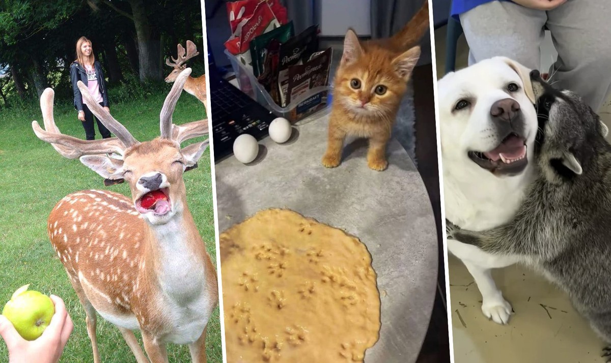 Süsse und lustige Tierbilder für ein schönes Wochenende!