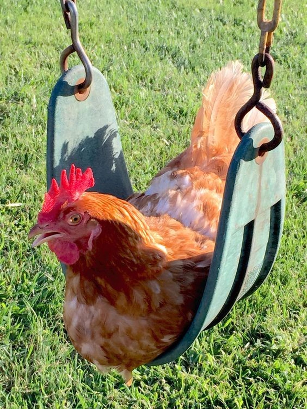 cute news tier huhn

https://ch.pinterest.com/pin/1121888957176571172/