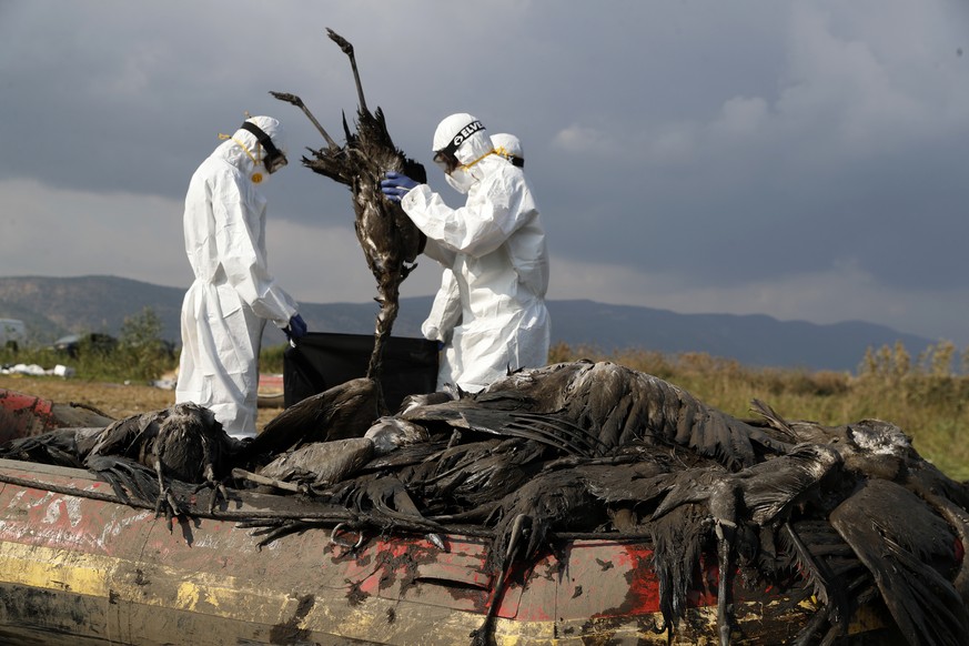 Workers put a dead crane in a bag at the Hula Lake conservation area, north of the Sea of Galilee, in northern Israel, Sunday, Jan. 2, 2022. Bird flu has killed thousands of migratory cranes and threa ...