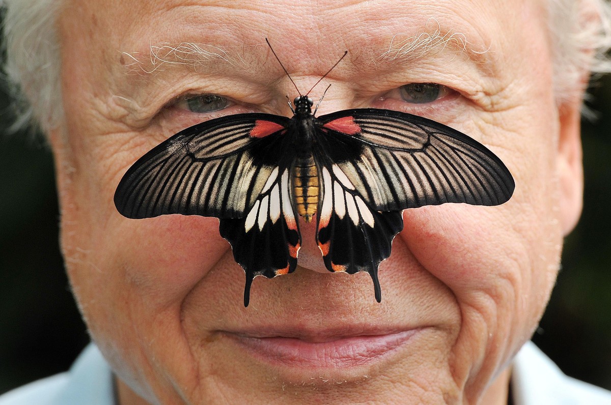 FILE - Butterfly Conservation President Sir David Attenborough poses for a photo with a south east Asian Great Mormon Butterfly on his nose, as he launches the Big Butterfly count at London Zoo, July  ...