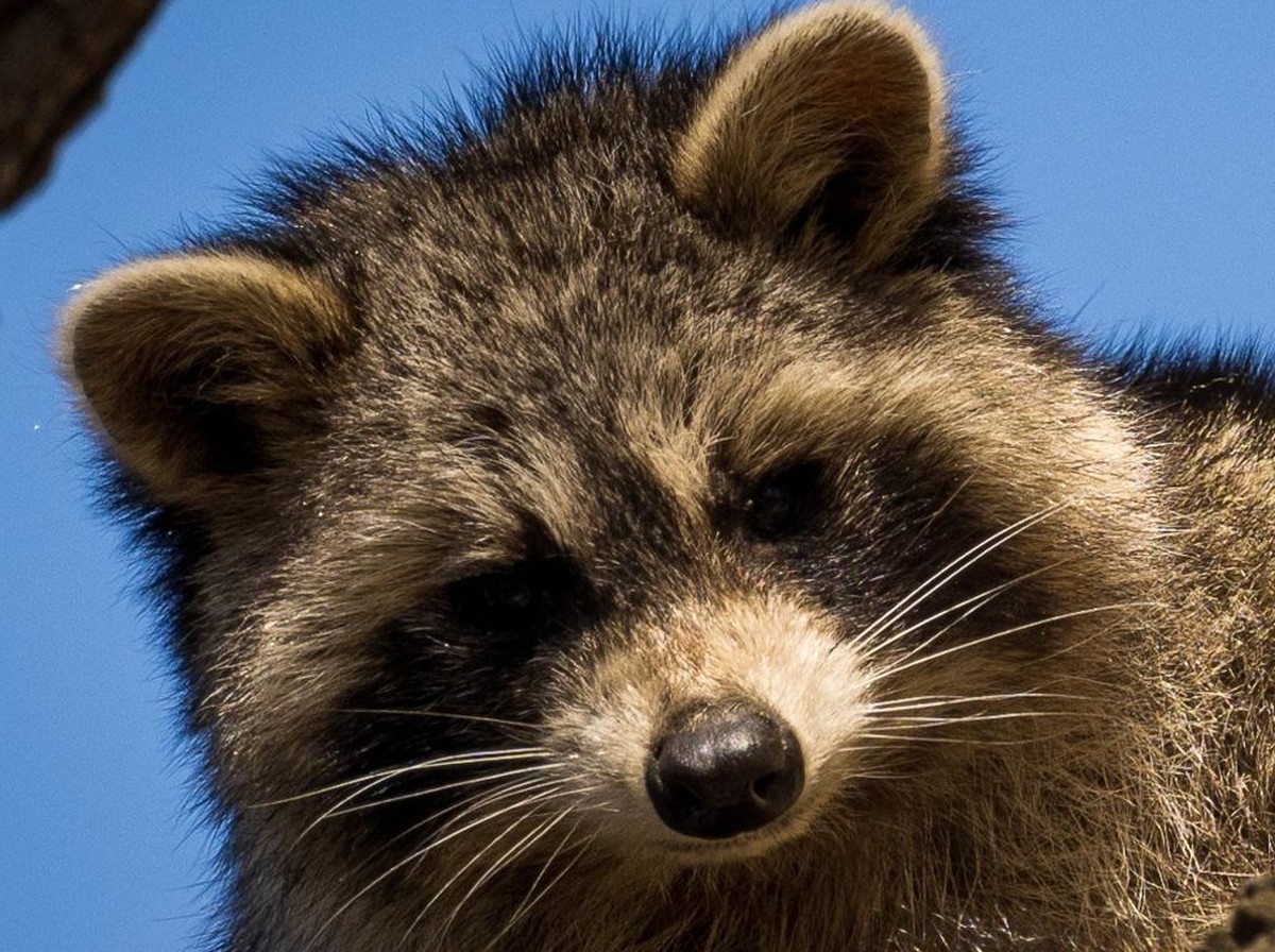 cute news tier waschbär

https://www.reddit.com/r/Raccoons/comments/12r3ido/a_young_friend_in_a_tree/