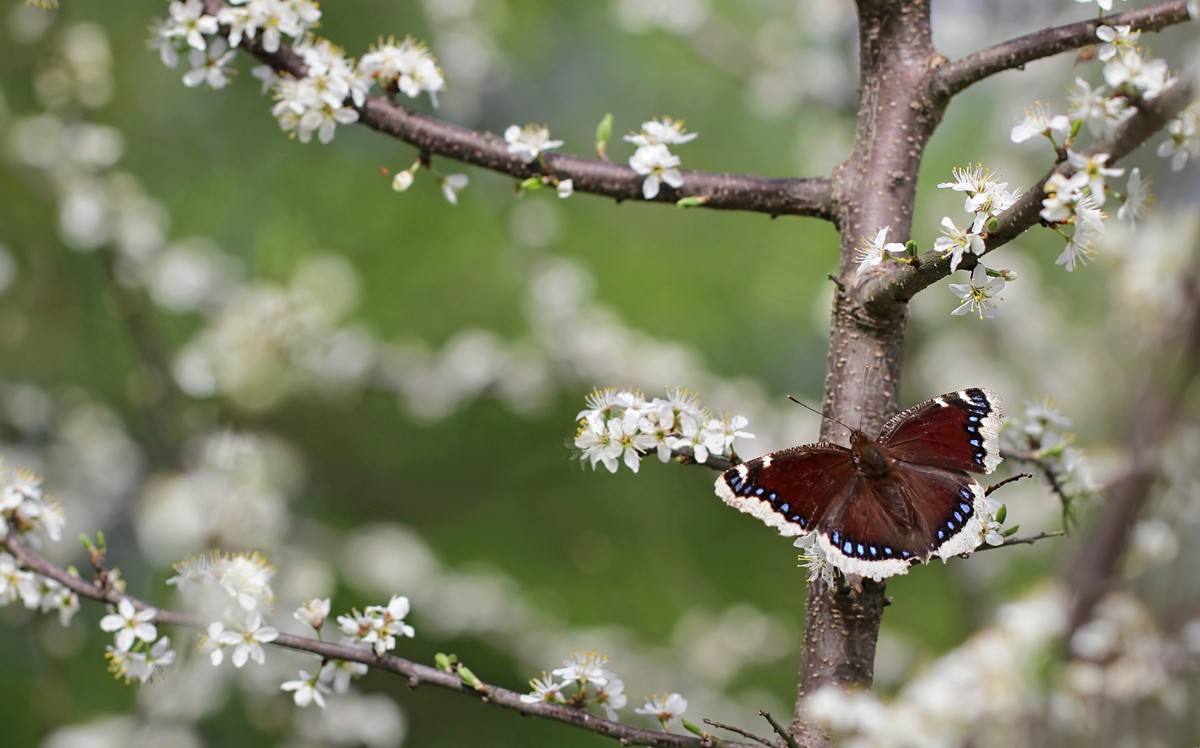 Trauermantel Schmetterling