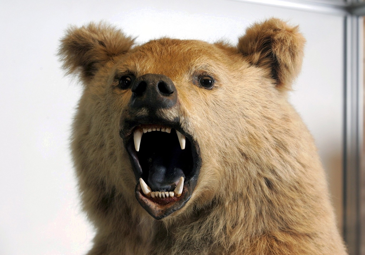 Die letzten in der Schweiz geschossene Baerin, praepariert und hinter Glas im Baerenmuseum in S-charl im Unterengadin, aufgenommen am 14. Juni 2004. Vor 100 Jahren, am 1. September 1904, haben die bei ...