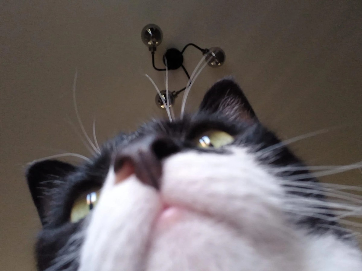 cute news tier katze

https://www.reddit.com/r/cats/comments/16ane6z/comment/jz9xc4g/?utm_source=share&amp;utm_medium=web2x&amp;context=3