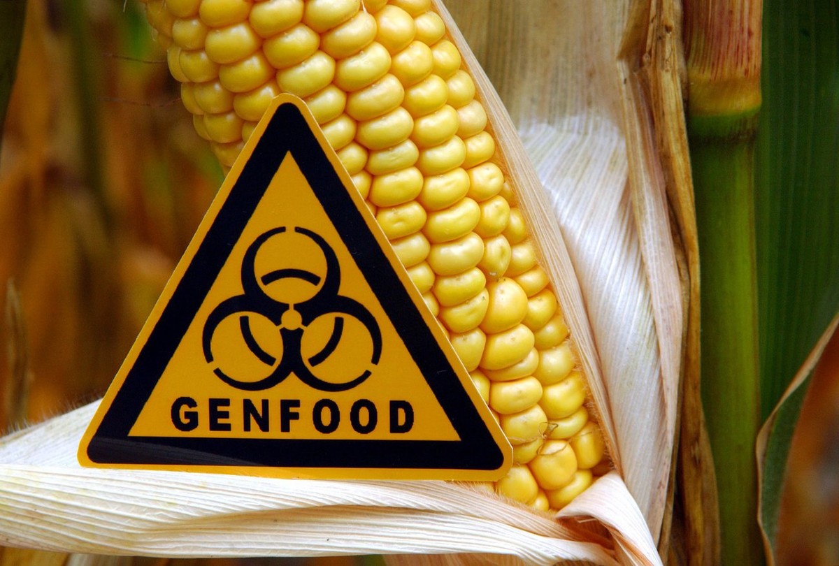 ARCHIV - Symbolisch steht am 29.09.2004 ein Schild mit der Aufschrift "Genfood" vor einem gentechnisch veränderten Maiskolben auf einem Feld nahe Ramin im Landkreis Uecker-Randow (Illustrati ...