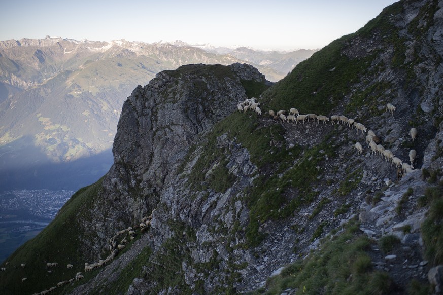 1300 Schafe wandern von einer Weide zur anderen, am Freitag, 7. August 2020, beim &quot;Schafuebergang&quot; unter dem Gipfel des Falknis (2562 Meter) zwischen dem Guschasattel und Flaescher Fuerggli, ...