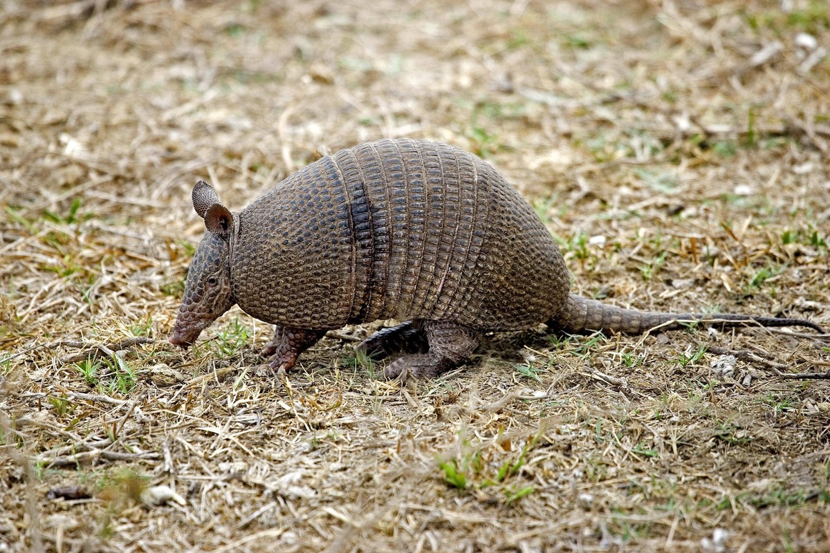 Neunbinden-Gürteltier dasypus novemcinctus, ausgewachsen, Los Lianos in Venezuela *** Nine-bandages Armadillo Dasypus novemcinctus , fully grown, Los LIANOS in Venezuela Copyright: imageBROKER/G.xLacz ...