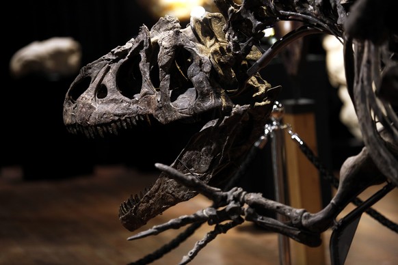 A skeleton of an Allosaurus dinosaur is on display at Drouot auction house, in Paris, Saturday, Oct. 10, 2020. The Allosaurus dinosaur was discovered in Johnson county, Wyoming, USA. The skeleton will ...