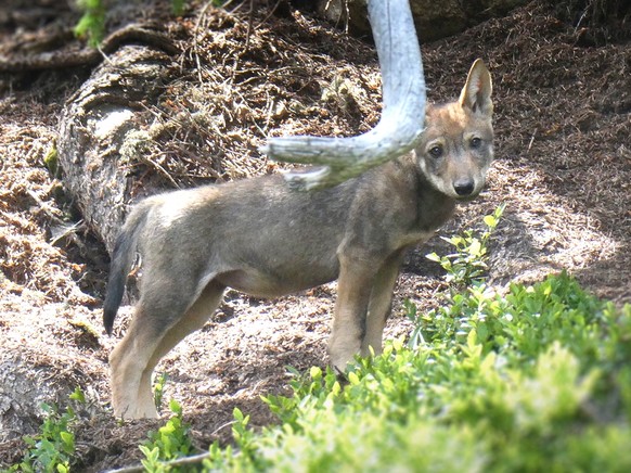 HANDOUT - Ein Jungwolf aus dem neu gebildeten Wolfsrudel Stagias im Juli 2020 in der Surselva. Im Einzugsgebiet des Vorderrheins hat sich ein neues Wolfsrudel gebildet. Das neue Rudel erhielt die Beze ...