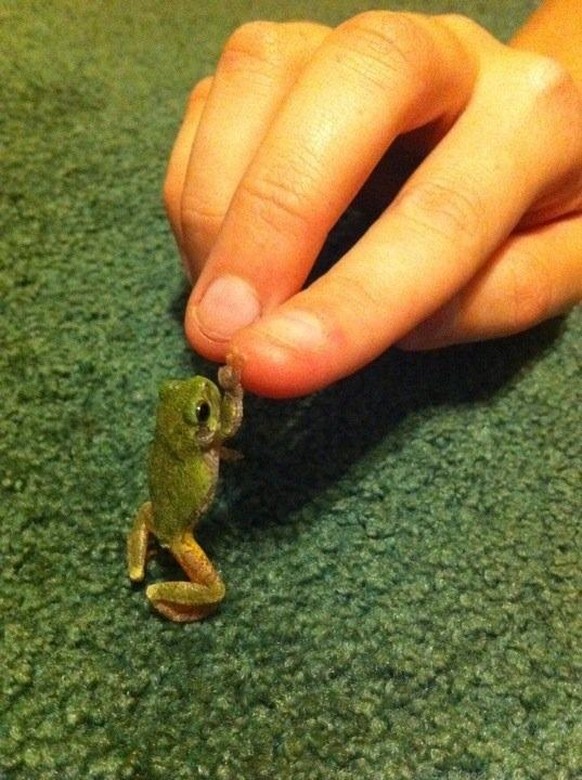 Frosch 
High Five
Cute News
http://imgur.com/gallery/SnU70HA