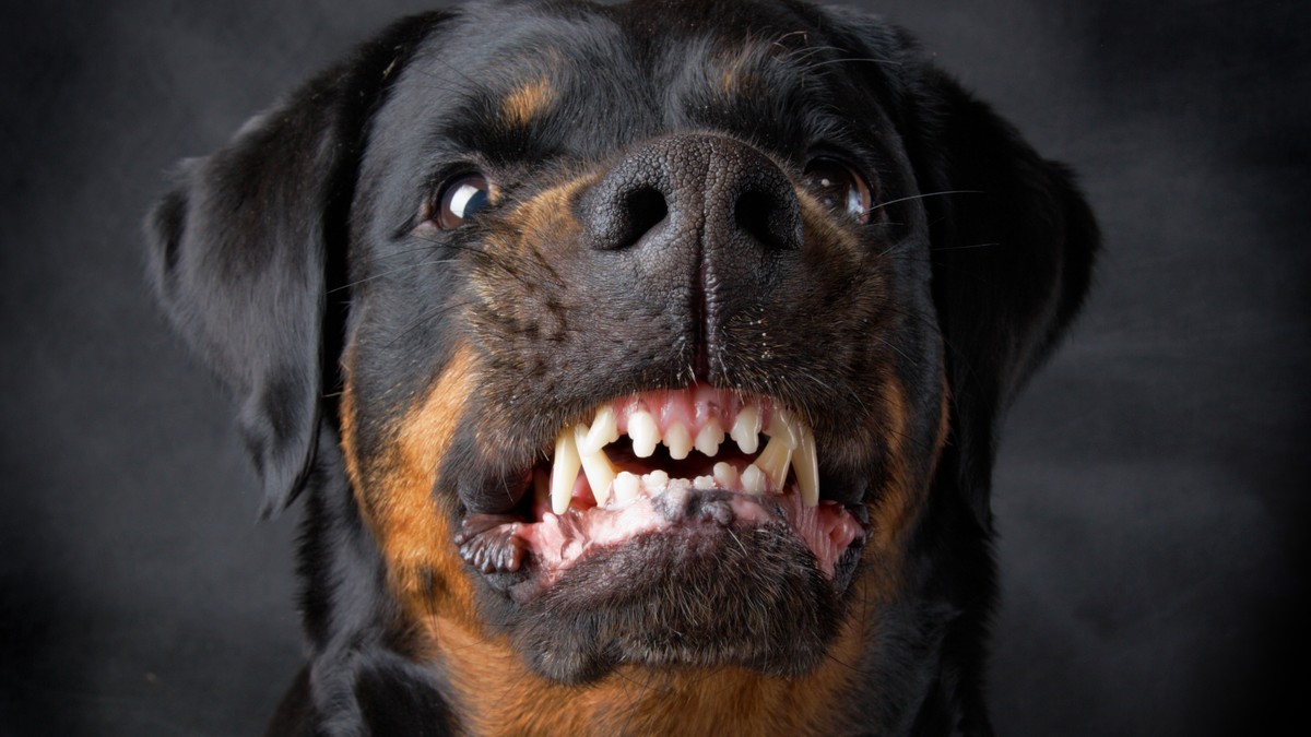 Hund fletschend zähnefletschend knurren rottweiler kampfhund