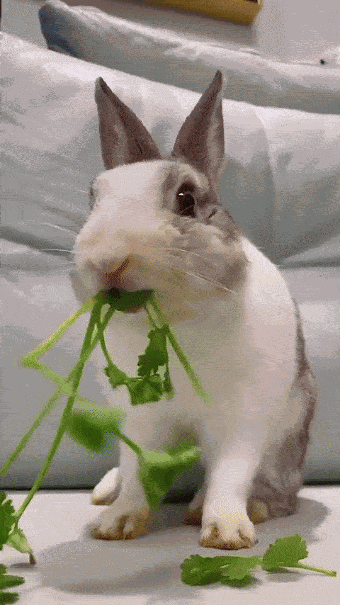 Animiertes GIF